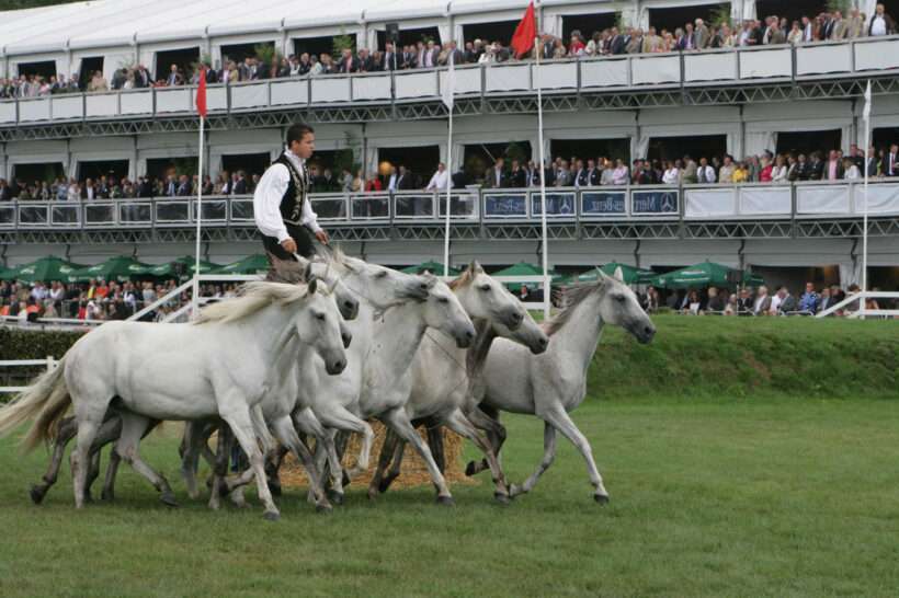 Neptunus Etagehal Waregem Koerse Waregem VIP-Zelt